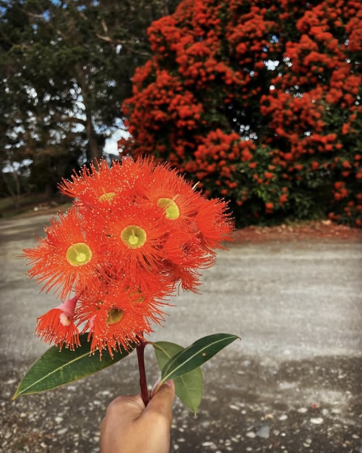 ニュージーランド留学　ワーキングホリデー　ワーホリ　ファームステイ　自然　花屋　アルバイト